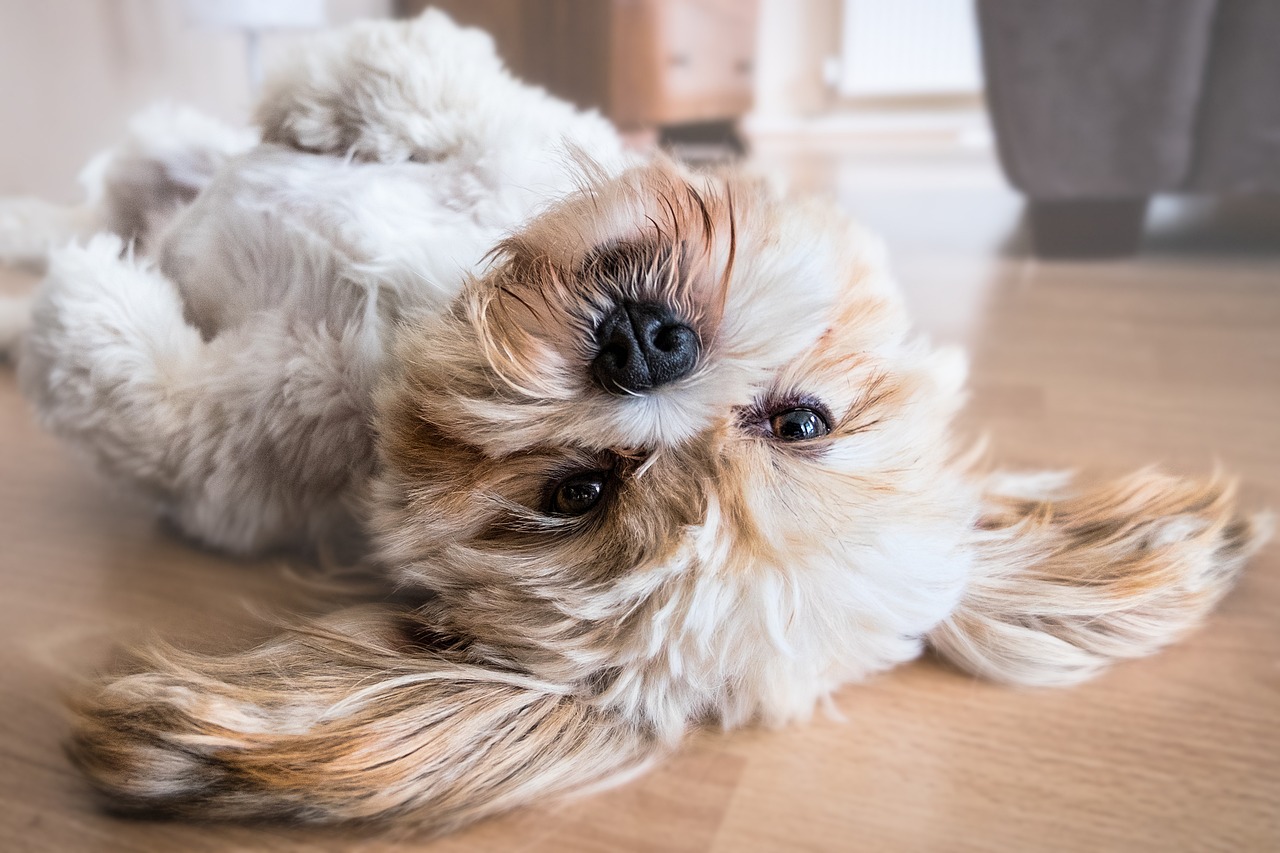 Shih Tzus are known for their affectionate nature, elegant appearance, and relatively long lifespans when provided with proper care. Regular grooming, including coat maintenance and dental care, is essential for keeping these small dogs healthy and comfortable. Additionally, providing a balanced diet, regular exercise, and mental stimulation can contribute to their overall well-being and longevity. :: Pixabay