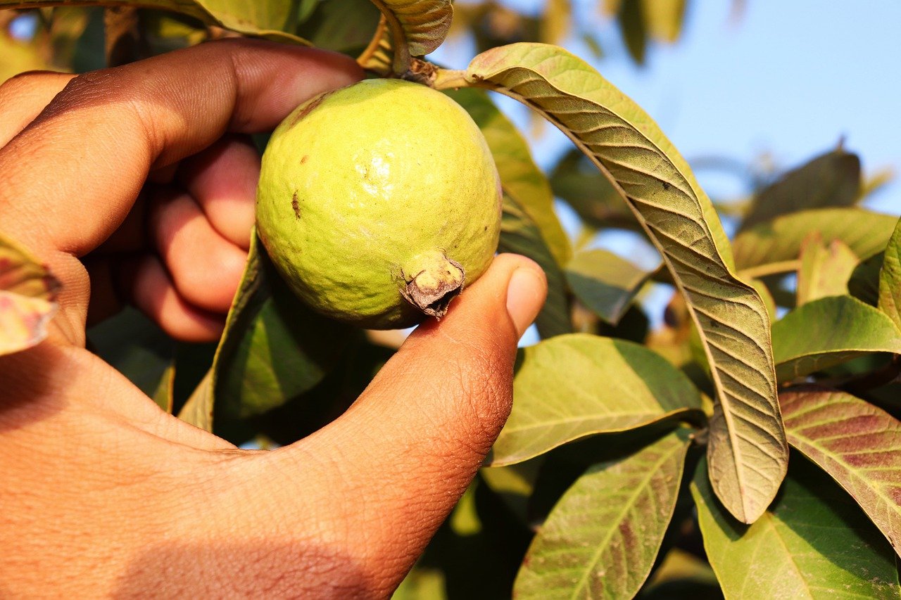 <p>This tropical fruit is incredibly high in vitamin C. One guava contains over 200 mg, making it one of the richest sources of this essential nutrient. Guava is also packed with dietary fiber, folate, and vitamin A. Consuming guava regularly can aid in improving skin texture and support a healthy immune response. </p>:: Pixabay