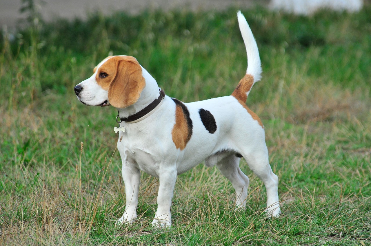 With their soulful eyes and affectionate nature, Beagles are cherished companions known for their relatively long lifespans. However, they can be prone to obesity if not provided with sufficient exercise and a balanced diet. Regular walks, playtime, and mental enrichment activities are essential for keeping Beagles healthy and active throughout their lives. :: Pixabay
