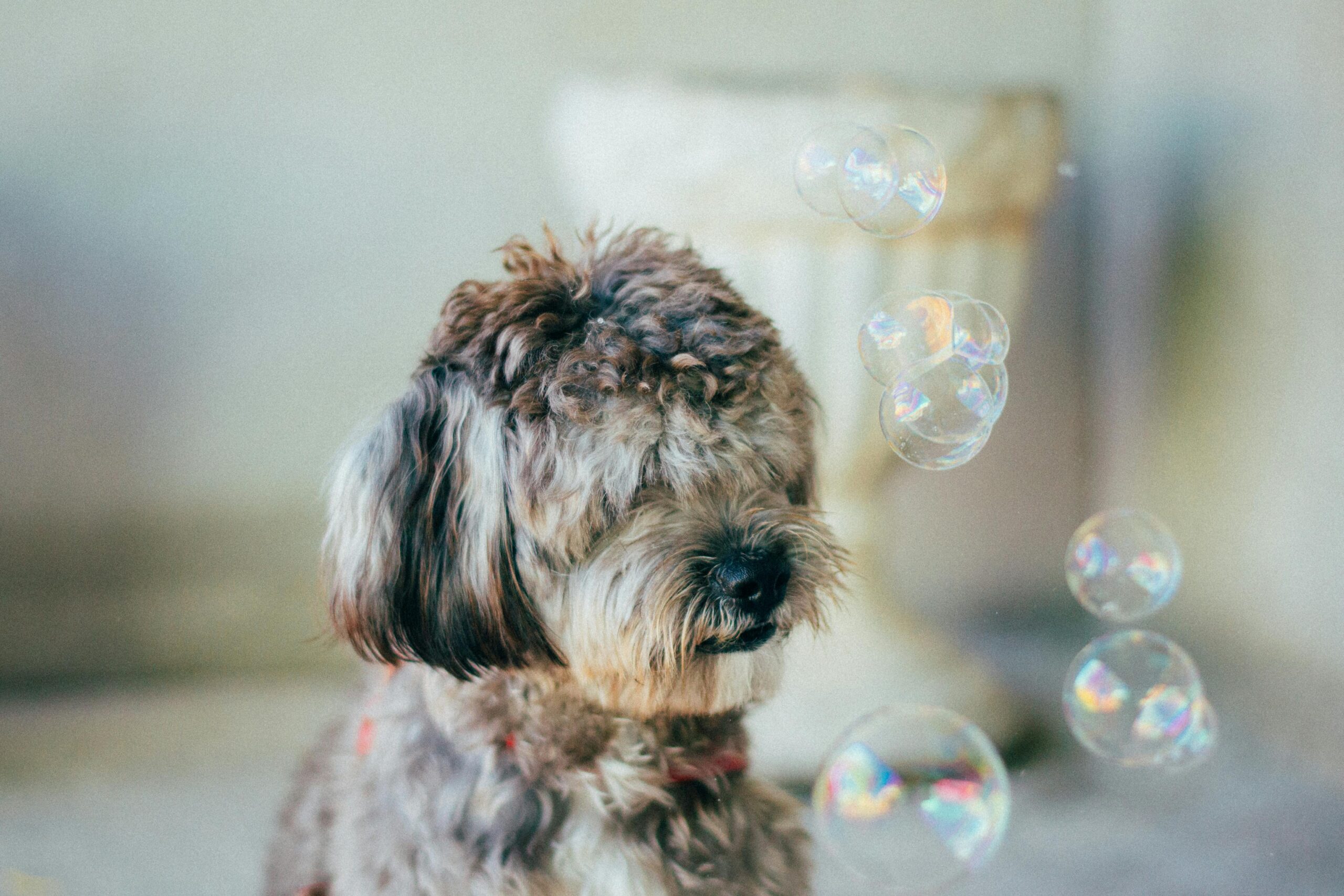 Blow dog-friendly bubbles and watch as your pup delights in chasing and popping them. This simple yet entertaining activity can provide hours of fun and excitement for dogs of all ages and energy levels. :: Pexels