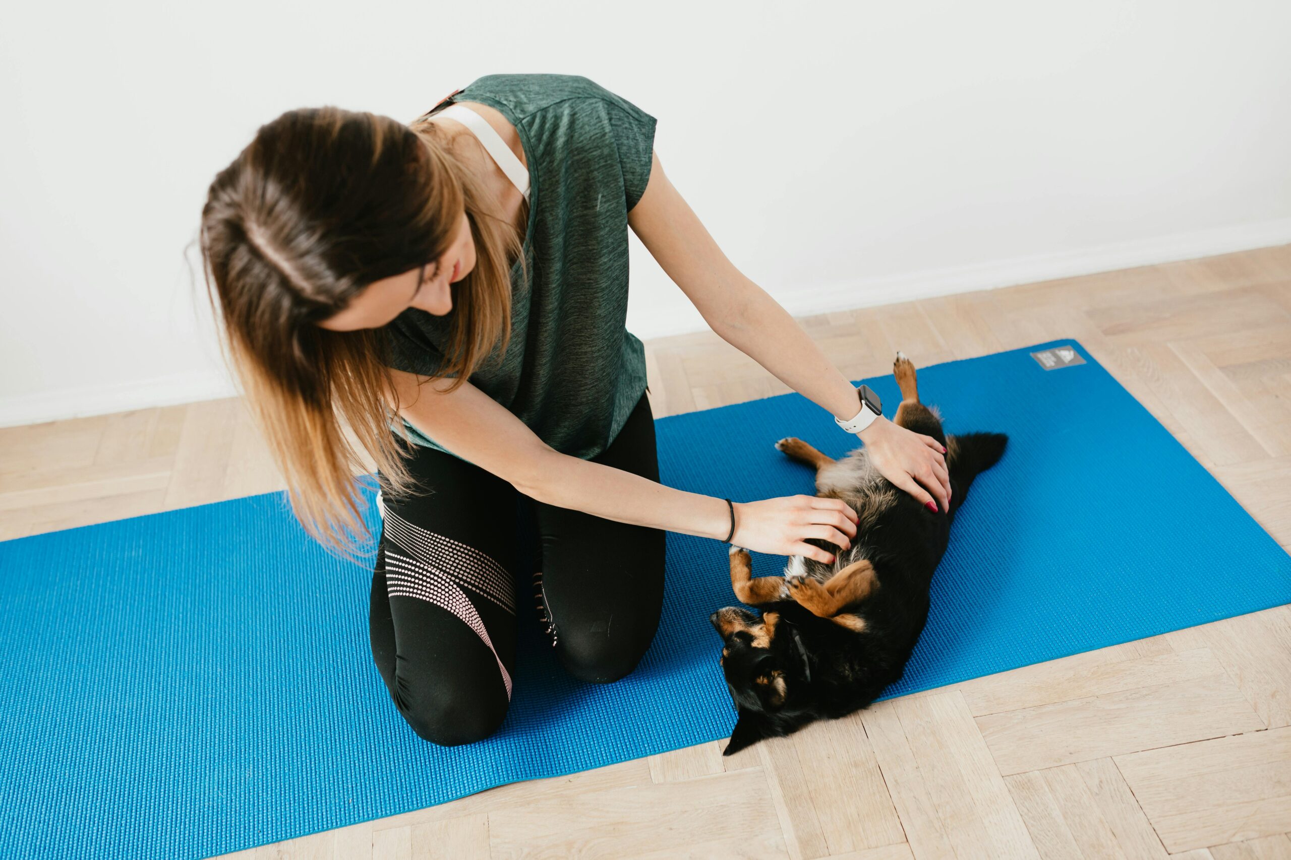 Wind down with some relaxation and massage time for your dog. Gently massage their muscles and joints, paying attention to areas of tension or soreness, and help them unwind with calming activities like aromatherapy or soft music. :: Pexels