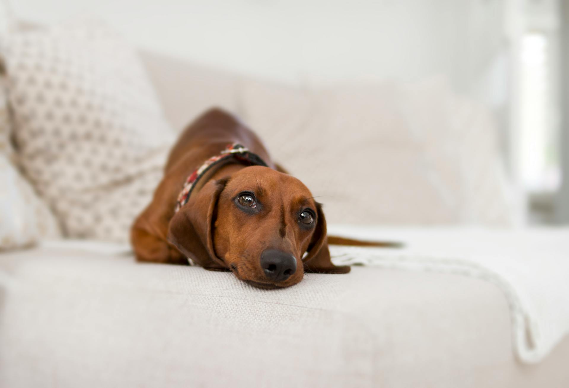 Known for their distinctive elongated bodies and playful personalities, Dachshunds are also celebrated for their relatively long lifespans. However, their unique physique predisposes them to certain health issues, such as intervertebral disc disease. To promote longevity in Dachshunds, it's crucial to monitor their weight, provide appropriate exercise, and avoid activities that strain their backs. :: Pexels