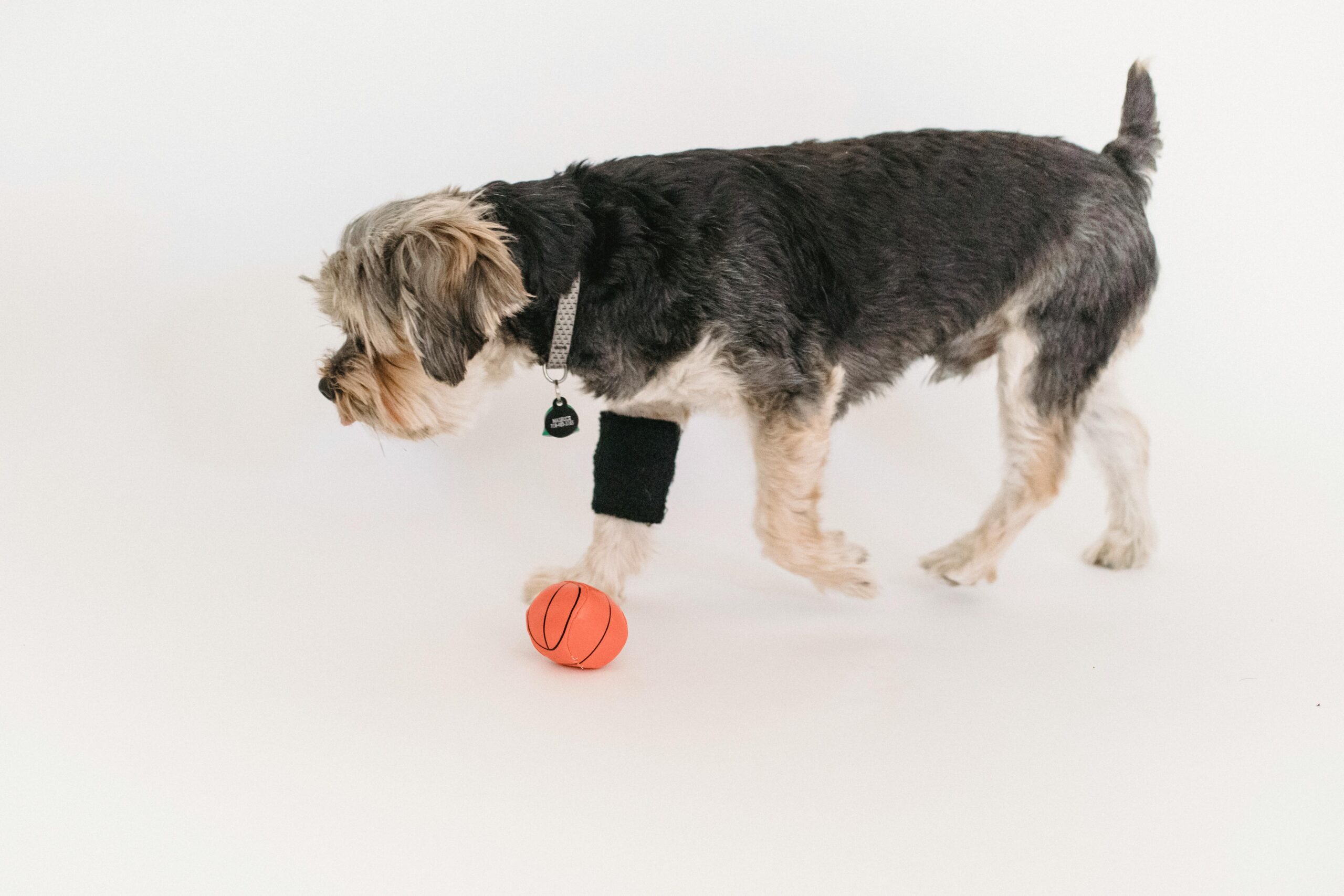 Clear a space in your home or hallway and play a game of indoor fetch with your dog's favorite toy. Use soft or lightweight toys to avoid damaging household items, and be mindful of any obstacles that could pose a safety hazard. :: Pexels