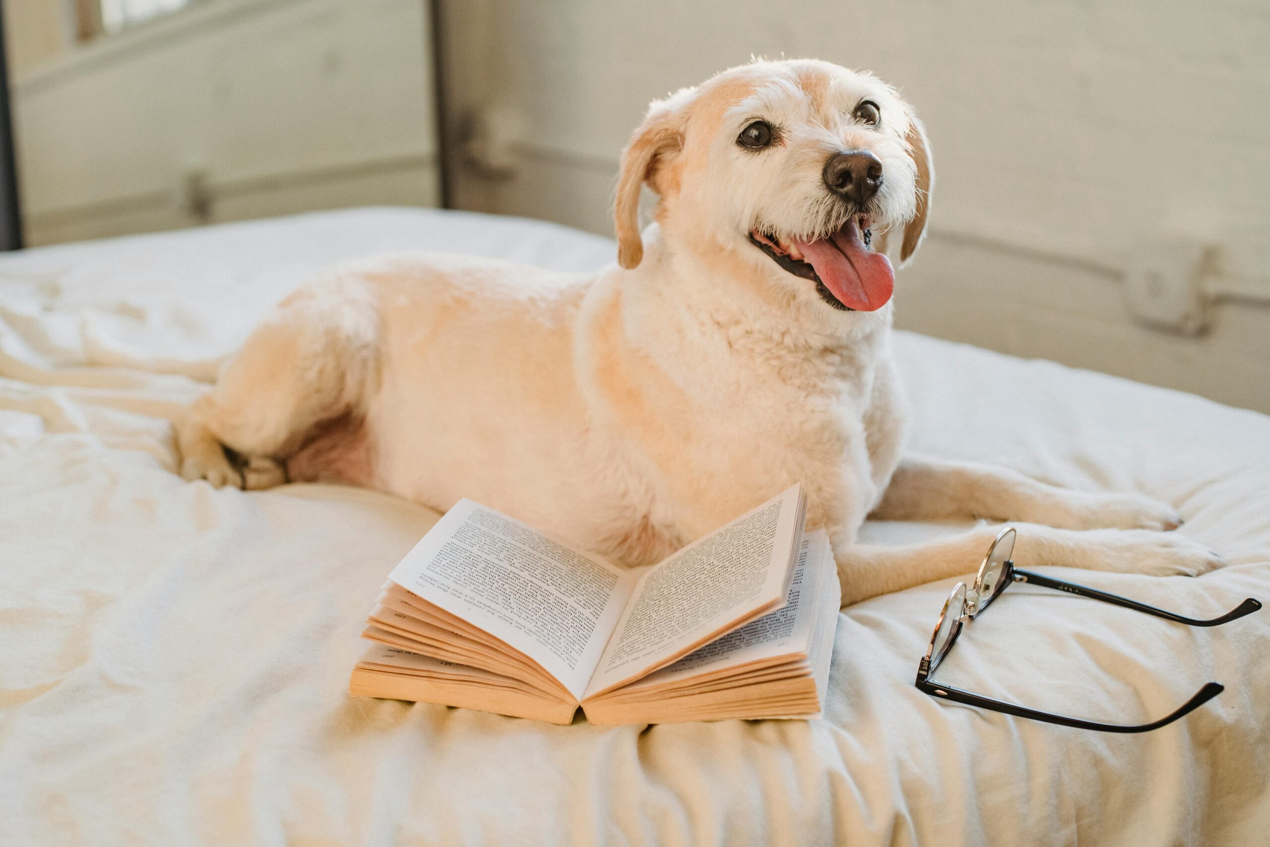 Hide treats or favorite toys around the house and encourage your dog to find them using their keen sense of smell. Start with easy hiding spots and gradually increase the difficulty to keep your dog mentally stimulated and engaged. :: Pexels