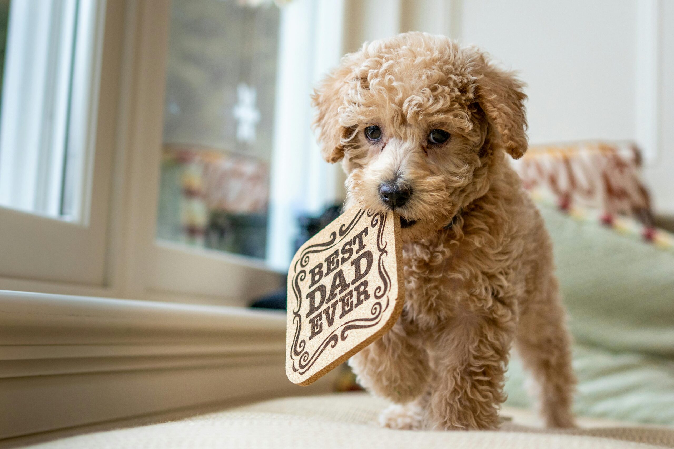 Create homemade puzzle toys using cardboard boxes, muffin tins, or plastic bottles filled with treats or kibble. Encourage your dog to use their problem-solving skills to access the goodies inside, providing both mental and physical enrichment. :: Pexels