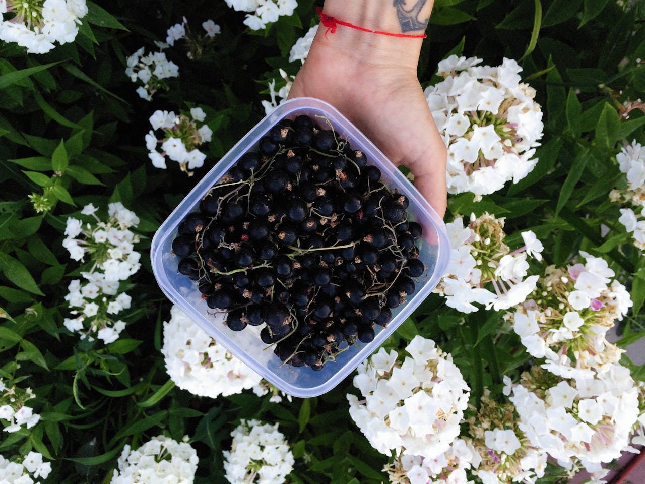 These small, dark berries are incredibly rich in vitamin C. One cup of blackcurrants provides about 203 mg of vitamin C. In addition to their high vitamin C content, blackcurrants are also loaded with antioxidants, particularly anthocyanins, which are beneficial for heart health and overall wellness. Consuming blackcurrants can help improve blood flow and support eye health. :: Pexels