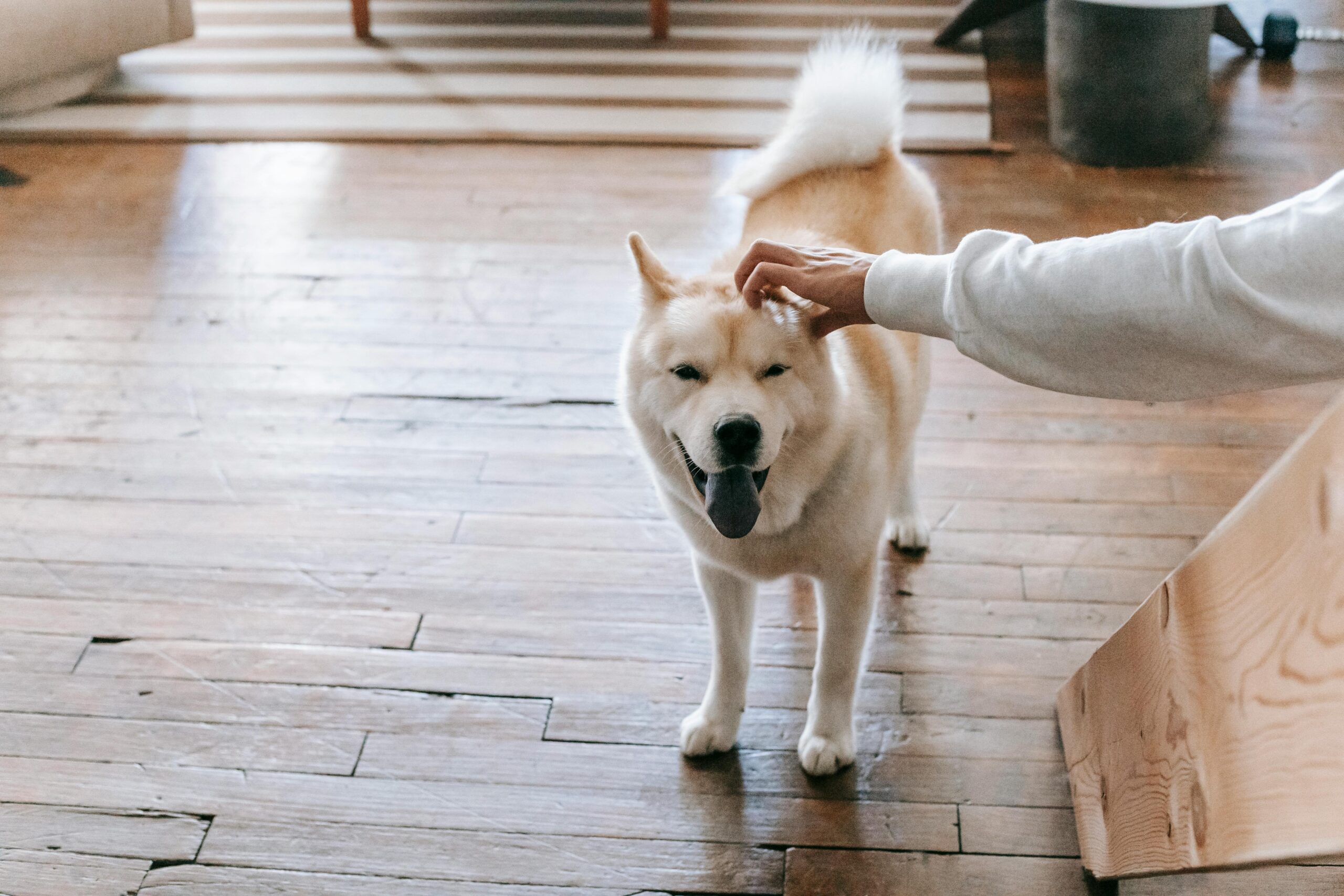 Put on some upbeat music and have a dance party with your dog! Encourage them to dance with you or perform their favorite tricks while you groove to the music, creating a joyful and interactive bonding experience at no cost. :: Pexels