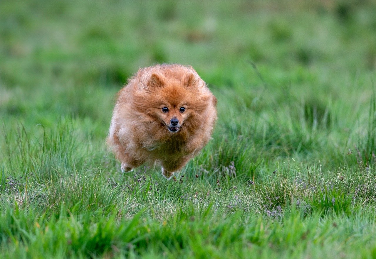 With their fluffy coats and lively dispositions, Pomeranians are beloved companions that often enjoy extended lifespans. Regular grooming, dental care, and socialization are essential for keeping these small dogs healthy and happy well into their senior years. Additionally, maintaining a balanced diet and providing opportunities for mental stimulation can contribute to their overall well-being. :: Pixabay