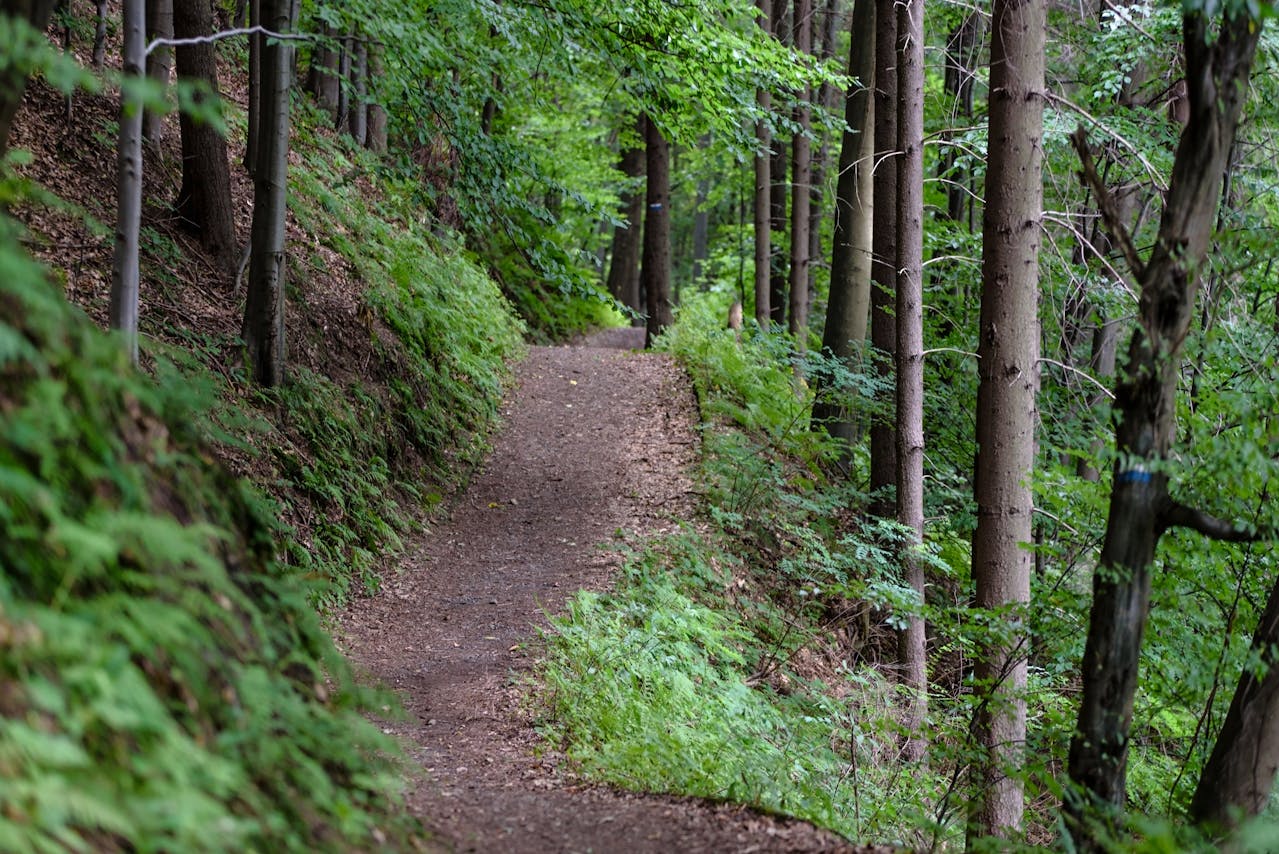 <p> When you’re just starting out, there’s no need to climb the tallest mountain in sight! Begin with short, easy trails that match your current fitness level. Look for local trails that are about 2-3 miles long and have little elevation gain. By starting small, you’ll get the hang of walking on uneven terrain and see how your body handles it. Plus, it allows you to focus on enjoying the scenery instead of getting exhausted halfway through. As you gain confidence and strength, you can gradually increase the length and difficulty of your hikes. The key here is to take it slow—there’s no rush! Hiking should be fun, not a struggle. By building up gradually, you’ll avoid injuries and get to enjoy the experience every step of the way. </p> :: Pexels