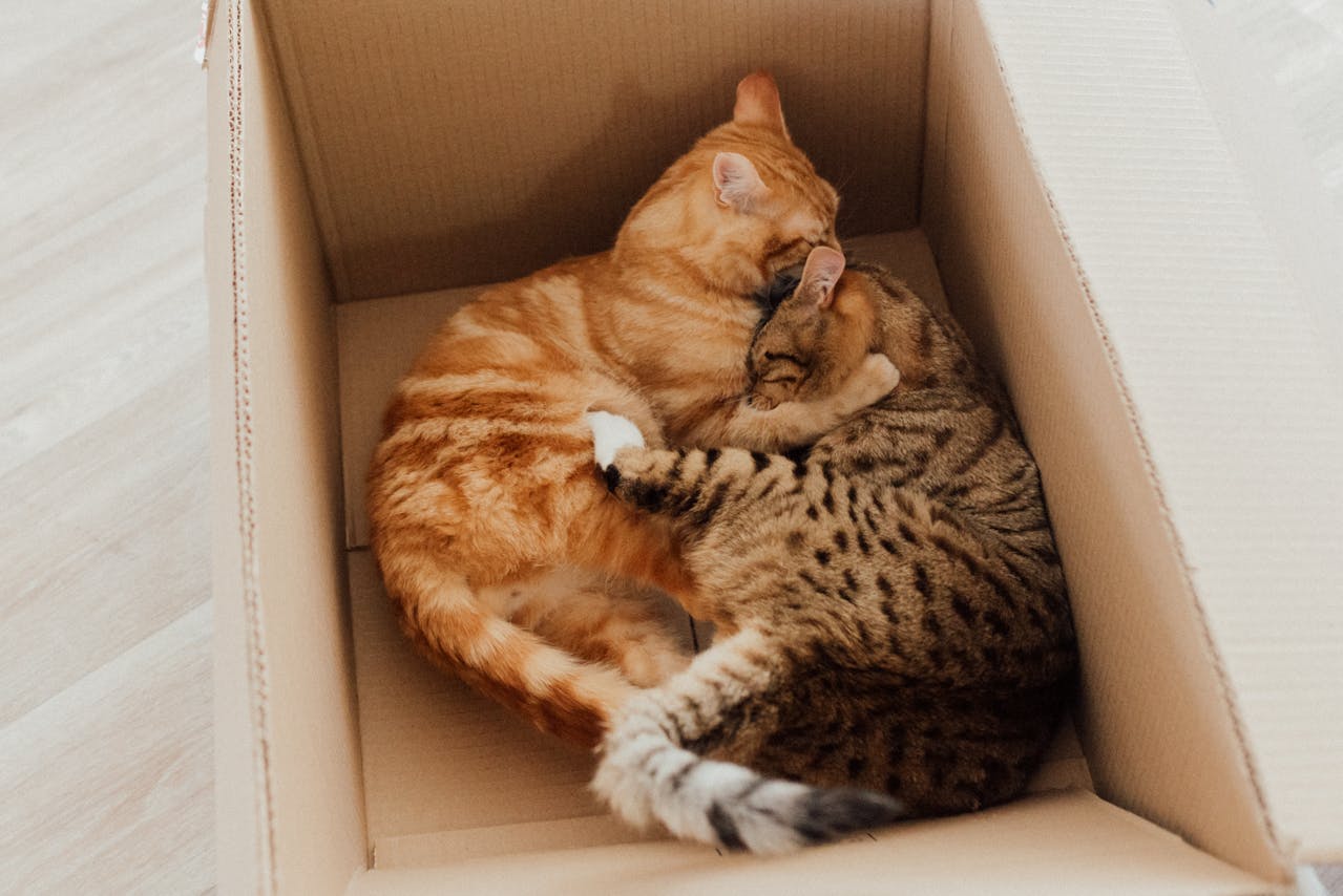 <p> For many cats, boxes serve as an exciting playground. Their natural instinct to pounce, bat, and play is amplified when presented with a box. Cats often engage in playful behaviors, such as hiding in boxes and leaping out to surprise their owners or fellow pets. Boxes provide an excellent environment for interactive play, allowing cats to express their playful nature in a safe and contained space. This playful behavior not only reinforces their hunting instincts but also fosters a sense of enjoyment and enrichment in their daily lives. </p> :: Pexels