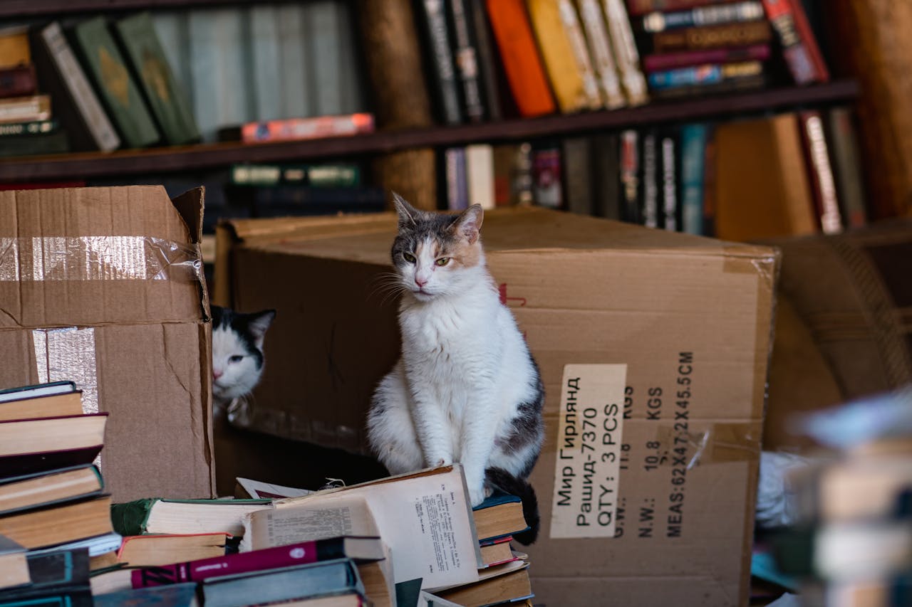 <p> The phenomenon of cats loving boxes is a multifaceted behavior rooted in their evolutionary instincts and sensory preferences. From providing security and comfort to stimulating curiosity and playfulness, boxes serve various purposes that resonate with a cat’s natural tendencies. Understanding why cats are drawn to these simple objects can deepen our appreciation for their unique behaviors and enhance our ability to create enriching environments for them. By recognizing the importance of boxes in a cat’s life, we can better cater to their needs and foster happier, healthier feline companions. So, the next time you see your cat nestled in a box, remember that they are tapping into their instincts, seeking comfort, and enjoying a little bit of feline magic </p> :: Pexels