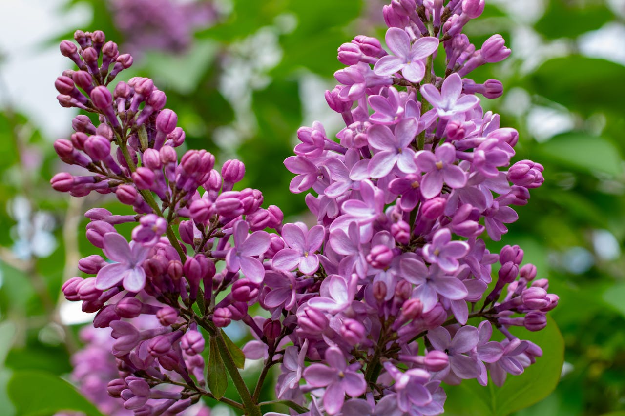 <p> Lilacs are a classic garden staple, beloved for their fragrant spring flowers. They bloom on old wood, meaning their flower buds form in the previous season. Cutting them back in the fall risks removing these buds, resulting in fewer blooms the next year. To keep your lilacs healthy and blooming abundantly, prune them only after they finish flowering in late spring or early summer. </p> :: Pexels