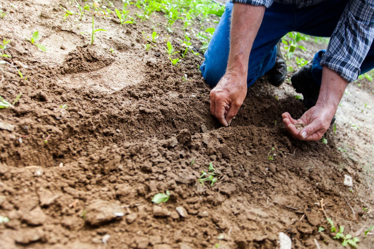 <p> Understanding your garden's soil is key to its success, and a soil testing kit can provide you with the information you need to make informed decisions. These kits typically test for pH levels, nutrient content, and other important factors that influence plant health. By using a soil testing kit, you can determine if your soil needs amendments like fertilizers or lime to create the ideal growing conditions for your plants. This proactive approach will help you cultivate a thriving garden and ensure that your plants receive the right nutrients for optimal growth. Investing in a soil testing kit will empower you to make educated choices about your gardening practices. </p> :: Pexels