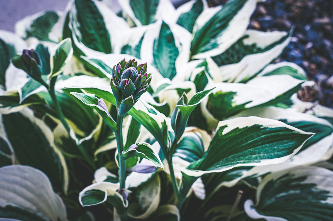 <p> Hostas are shade-loving plants that are known for their lush, green leaves. After the first frost, the leaves will naturally begin to die back, but cutting them too early can interfere with the plant’s ability to store energy for the next growing season. It’s best to wait until the leaves have fully withered and turned brown before removing them. By waiting until spring to clean up the hostas, you allow them to store up the nutrients they need to thrive when they return in the warmer months. </p> :: Pexels