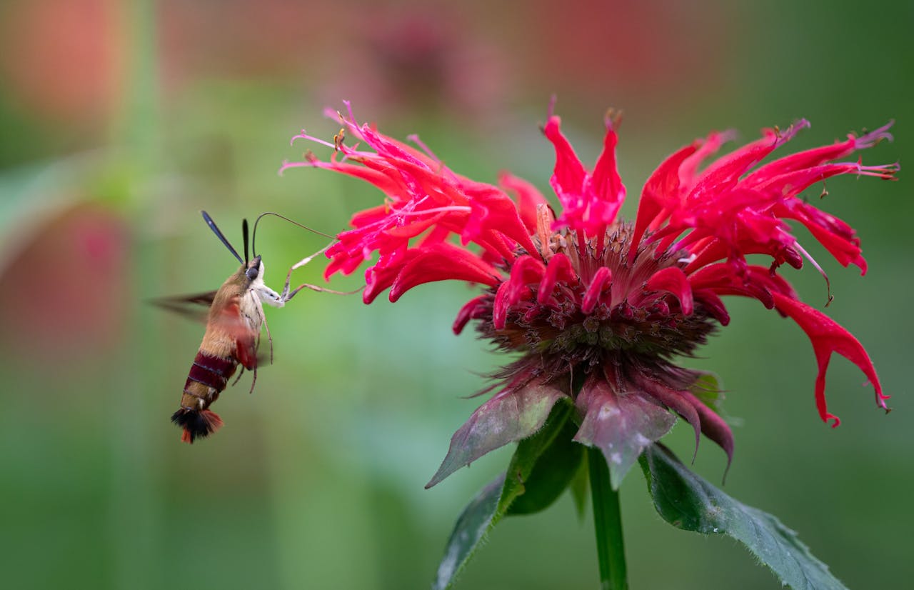 <p> Bee balm is loved for its vibrant blooms and ability to attract pollinators like bees and butterflies. Cutting it back in the fall can leave the plant exposed to harsh winter conditions. Additionally, the seed heads offer a food source for birds during the winter months. It’s best to leave bee balm standing through the winter and trim it back in early spring. This gives the plant time to rest and ensures it will come back strong and healthy when the weather warms up. </p> :: Pexels