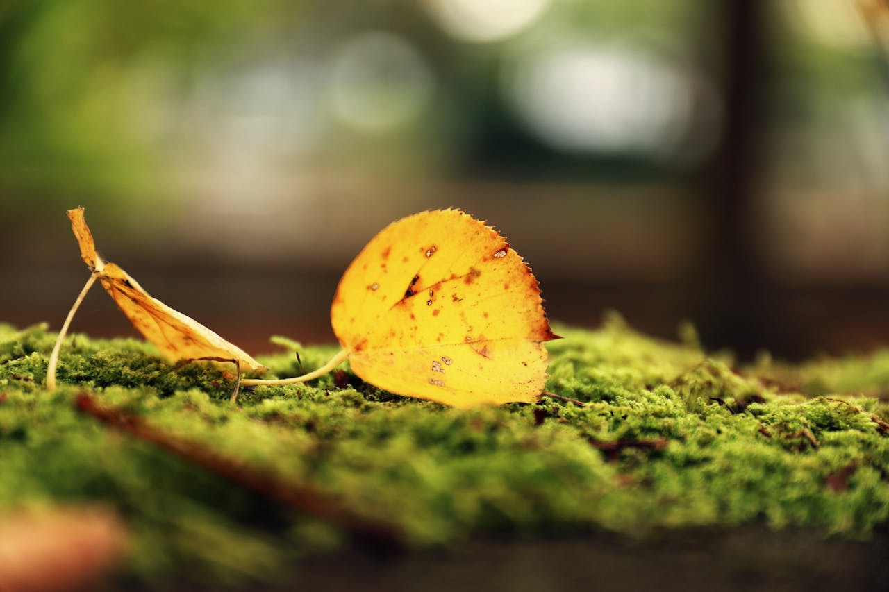 <p> The shedding of leaves in autumn is not merely a seasonal change; it serves an essential evolutionary purpose. Deciduous trees, which lose their leaves, have adapted this strategy to survive harsh winter conditions. By dropping their leaves, trees minimize water loss and reduce the risk of damage from snow accumulation. This evolutionary advantage helps trees conserve energy and resources during the winter months. Understanding the adaptive significance of leaf drop highlights the intricate relationship between trees and their environment. </p> :: Pexels