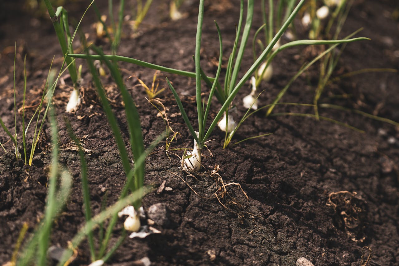 <p> Healthy soil is the foundation of a thriving garden. After cleaning up your beds, take the time to assess your soil's condition. Conduct a soil test to determine its pH level and nutrient content. Based on the results, you can amend your soil with organic matter, such as compost, aged manure, or cover crops. Adding nutrients to your soil not only improves its structure but also enhances its ability to retain moisture and support healthy plant growth. This step is crucial for preparing your garden for the colder months and ensuring it’s primed for planting in the spring. </p> :: Pexels