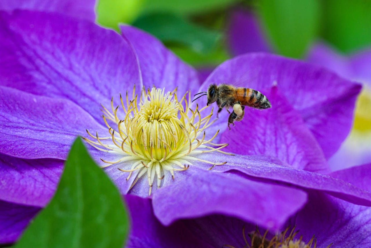 <p> Early-flowering clematis, like Clematis montana, bloom on old wood. Their buds form the year before, so cutting them back in the fall will remove these buds and deprive you of spring flowers. Clematis varieties should be pruned after flowering in the spring to avoid interfering with their bloom cycle. When left alone through winter, they’ll reward you with a profusion of blooms come spring. </p> :: Pexels