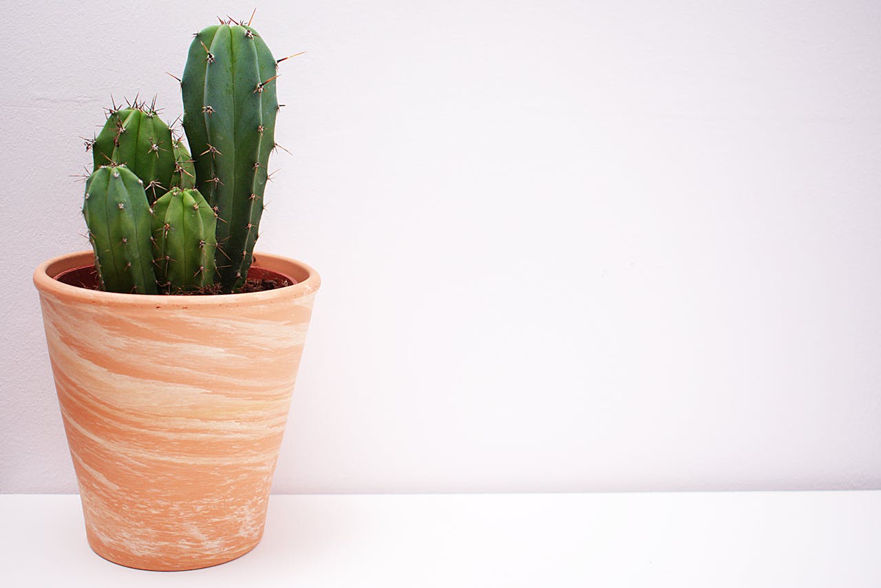 <p>Plant pots are nice but can be predictable. Consider a unique plant subscription service or a personalized planter.</p> ::Pexels