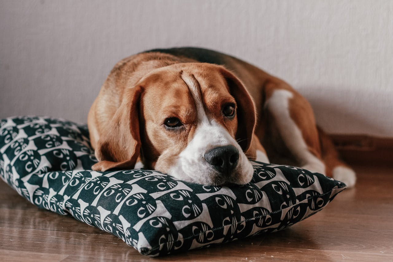 <p> Beagles are small to medium-sized dogs known for their playful and curious nature. Their friendly demeanor makes them excellent companions for families and individuals. Beagles are relatively easy to train, but they can be a bit stubborn at times, requiring consistent and positive reinforcement methods. Their moderate energy levels mean they enjoy regular walks and playtime, making them suitable for first-time pet owners who can provide adequate exercise. Beagles are also known for their social nature and do well in multi-pet households. </p> :: Pexels