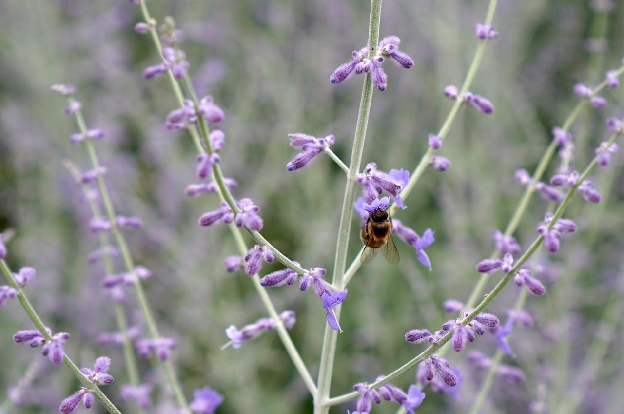 <p> Russian sage is a hardy plant that thrives in well-drained soil. Cutting it back in the fall can make it more vulnerable to winter damage, especially in cold climates. Its woody stems offer protection during winter, so it’s best to leave them intact until spring. Once new growth emerges, you can prune the old stems back to encourage a fresh, full plant. This approach ensures that Russian sage continues to flourish year after year. </p> :: Pexels