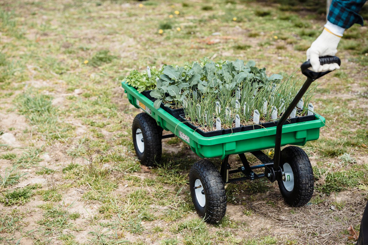 <p> A wheelbarrow is a must-have tool for any gardener, especially when it comes to transporting soil, plants, and garden debris. Its design allows for easy maneuverability, making it simple to move heavy loads around your garden. Whether you are hauling bags of soil, transporting freshly harvested vegetables, or carting away weeds, a wheelbarrow will save you time and energy. Look for a sturdy model with a comfortable handle and a durable wheel that can handle the demands of your gardening tasks. By having a wheelbarrow on hand, you will find that your gardening efforts become much more efficient and enjoyable. </p> :: Pexels