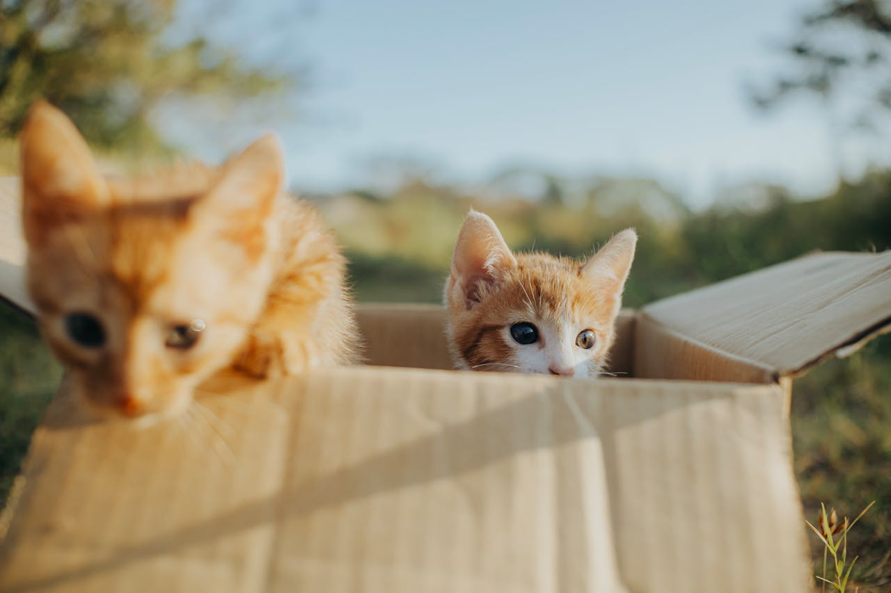 <p> Boxes offer a cozy retreat for cats, providing them with a sense of comfort and security. The enclosed space of a box can help reduce stress and anxiety, which is particularly beneficial in a household with multiple pets or busy environments. When cats feel overwhelmed, they often seek out hiding spots to escape stimuli and recharge. Research has shown that providing cats with hiding places, like boxes, can lead to reduced stress levels and improved overall well-being. By creating a secure environment, boxes serve as safe havens where cats can relax and feel protected. </p> :: Pexels