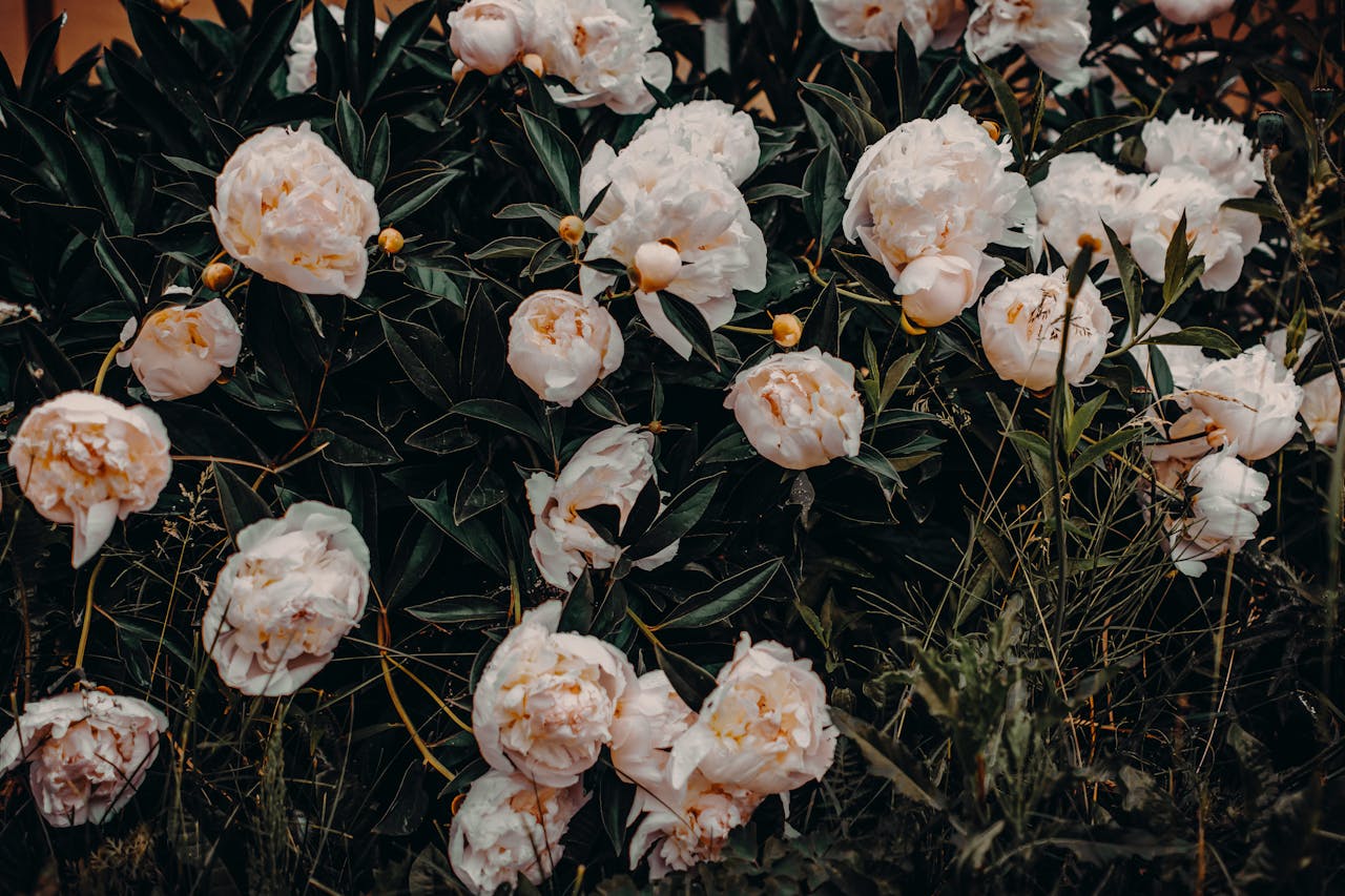 <p> Peonies are perennial plants that produce large, showy blooms. Their foliage dies back naturally after the first frost, but cutting it too early can expose the plant to fungal infections. The foliage helps the plant store nutrients for next year’s growth, so it’s best to wait until it has fully withered before cutting it back. By waiting until early spring, you give the peony time to prepare for another beautiful bloom cycle. </p> :: Pexels