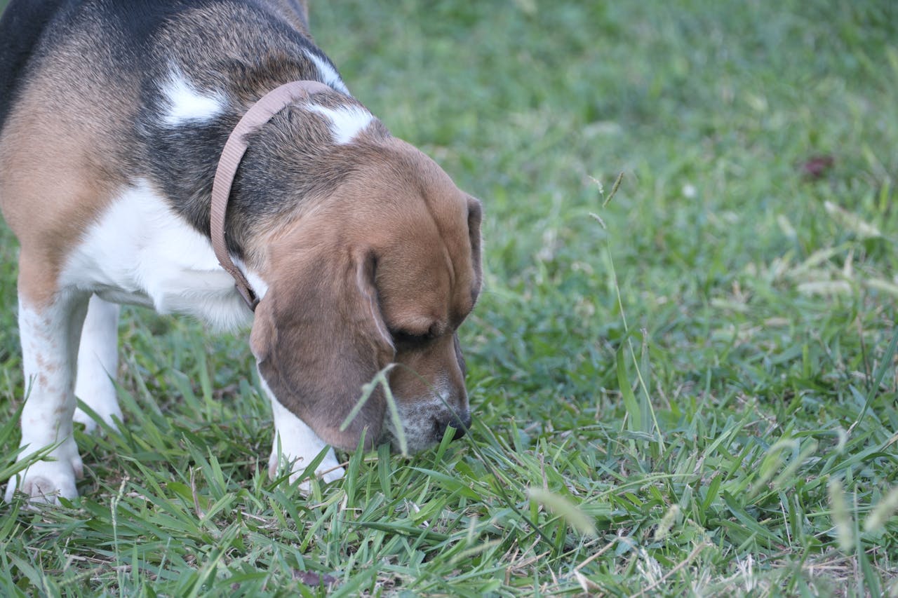 <p> One of the biggest mistakes people make is choosing the wrong type of grass for their climate, soil, and lawn conditions. Different grass species have different requirements for sunlight, water, and temperature. For example, cool-season grasses like Kentucky bluegrass and fescue thrive in cooler temperatures, while warm-season grasses like Bermuda grass do better in hot, dry climates. If your grass doesn’t suit your local environment, it will struggle to grow and may become patchy or weak. Before planting or reseeding, consult with a local lawn care expert to choose the best grass type for your region and conditions. </p> :: Pexels