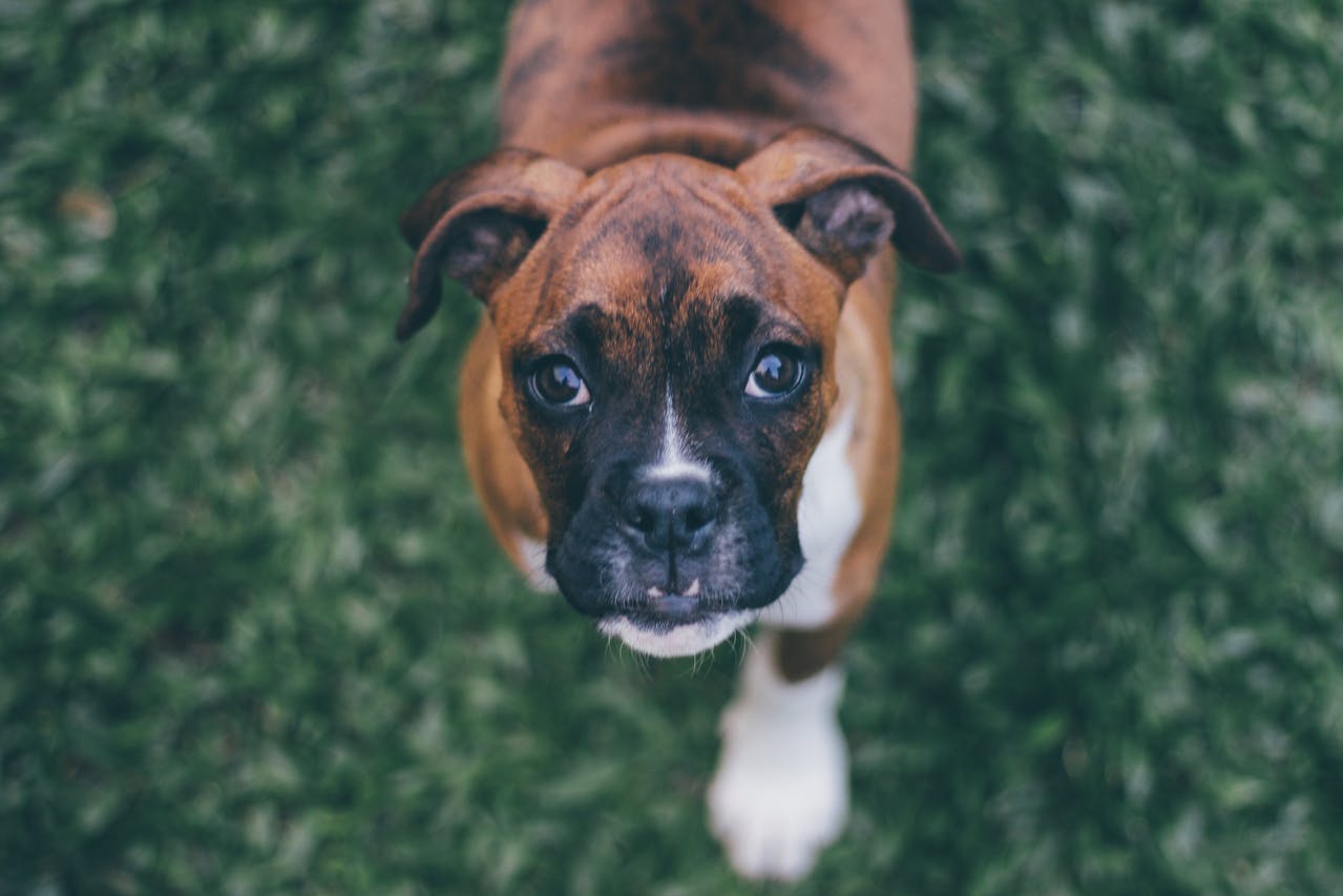 <p> Boxers are energetic and playful dogs that are well-suited for first-time pet owners looking for an active companion. Known for their loyalty and affectionate nature, Boxers thrive on human interaction and enjoy being part of the family. They are relatively easy to train but require consistent exercise to keep them happy and healthy. Boxers are known for their playful antics and can be excellent companions for children. With their strong, muscular build and playful disposition, Boxers bring joy and excitement to any household. </p> :: Pexels