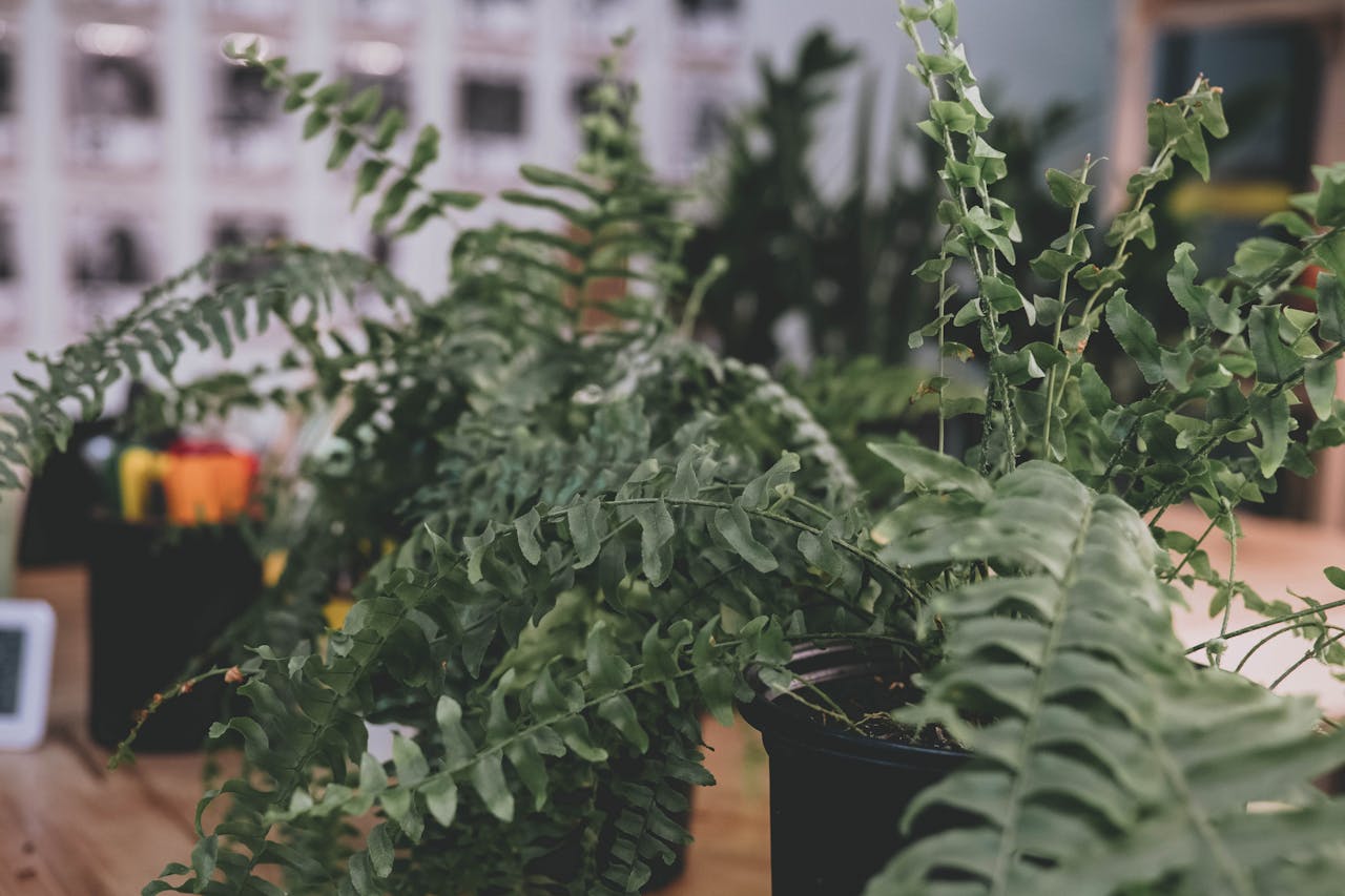 <p> Boston ferns are a classic choice for indoor and outdoor spaces, and they are surprisingly low-maintenance. These plants thrive in indirect light and prefer humid environments, making them ideal for kitchens or bathrooms. While they do need regular watering, especially in dry climates, they are otherwise easy to care for and can bounce back from neglect. With their lush, feathery fronds, Boston ferns add a soft, elegant touch to your home. Their air-purifying qualities make them even more desirable for beginner gardeners who want to create a healthier living space. </p> :: Pexels