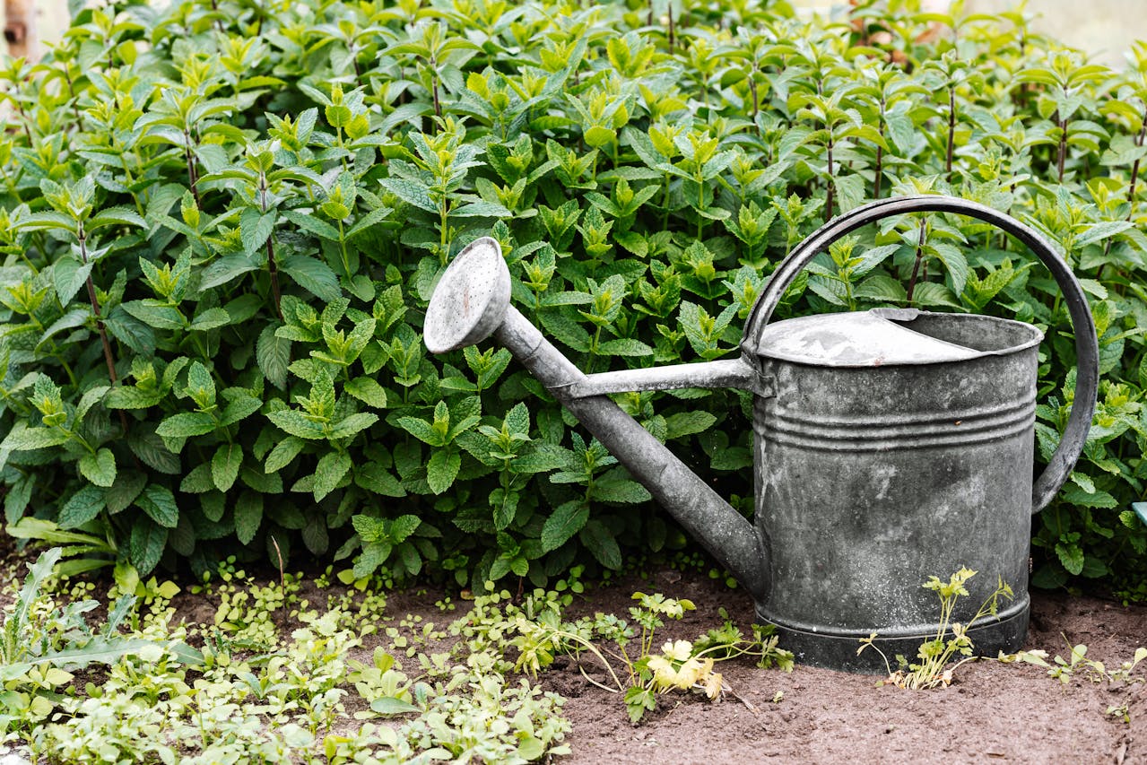 <p> Proper watering is crucial for the health of your plants, and a watering can is a perfect tool for this task. Unlike hoses, which can be cumbersome in small spaces, watering cans provide precise control over water delivery. Look for a can with a comfortable handle and a spout that allows for accurate pouring. Consider choosing a watering can with a removable rose (the part that controls the flow of water) for gentle watering of seedlings and delicate plants. By keeping your watering can handy, you will ensure that your plants receive the hydration they need to thrive. </p> :: Pexels