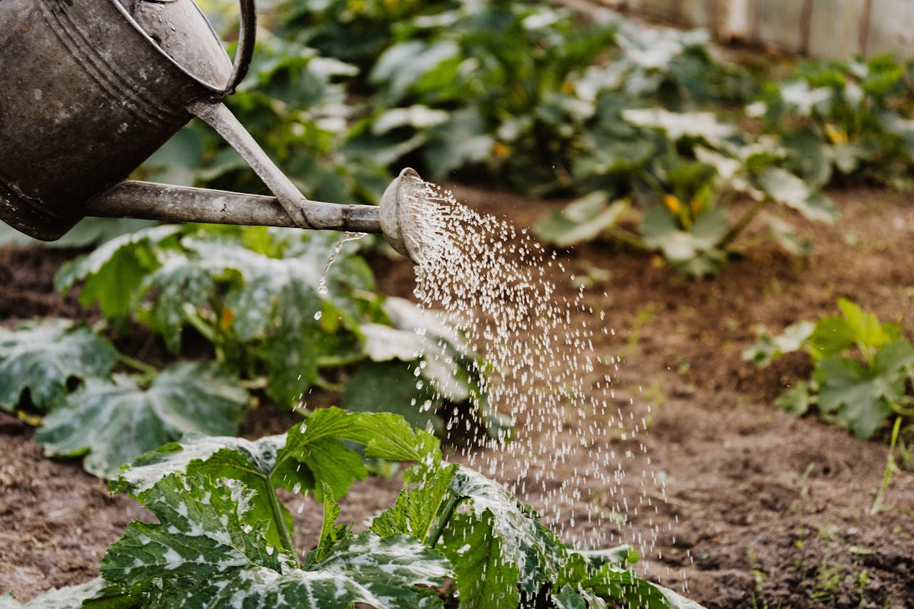 <p> One of the first and most important steps in fall gardening is to clean up your garden beds. Remove any dead or dying plants, weeds, and debris from your garden. This cleanup is essential as it helps prevent the spread of pests and diseases that can overwinter in your garden. Additionally, cleaning up debris allows you to better assess your soil and plan for any amendments needed. As you tidy up, consider composting healthy plant material to enrich your garden soil for the following growing season. </p> :: Pexels