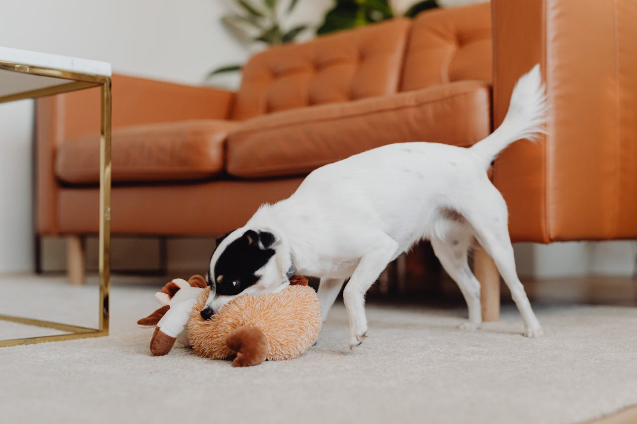 <p> Engaging your dog’s mind can be an excellent way to keep them occupied and reduce feelings of anxiety. Interactive toys and puzzles can provide mental stimulation, helping to alleviate boredom while you’re away. Consider toys that dispense treats or require problem-solving skills to keep your dog entertained. Rotate toys regularly to maintain their interest and engagement. This strategy not only keeps your dog busy but also helps redirect their focus away from your absence, making it easier for them to cope. </p> :: Pexels