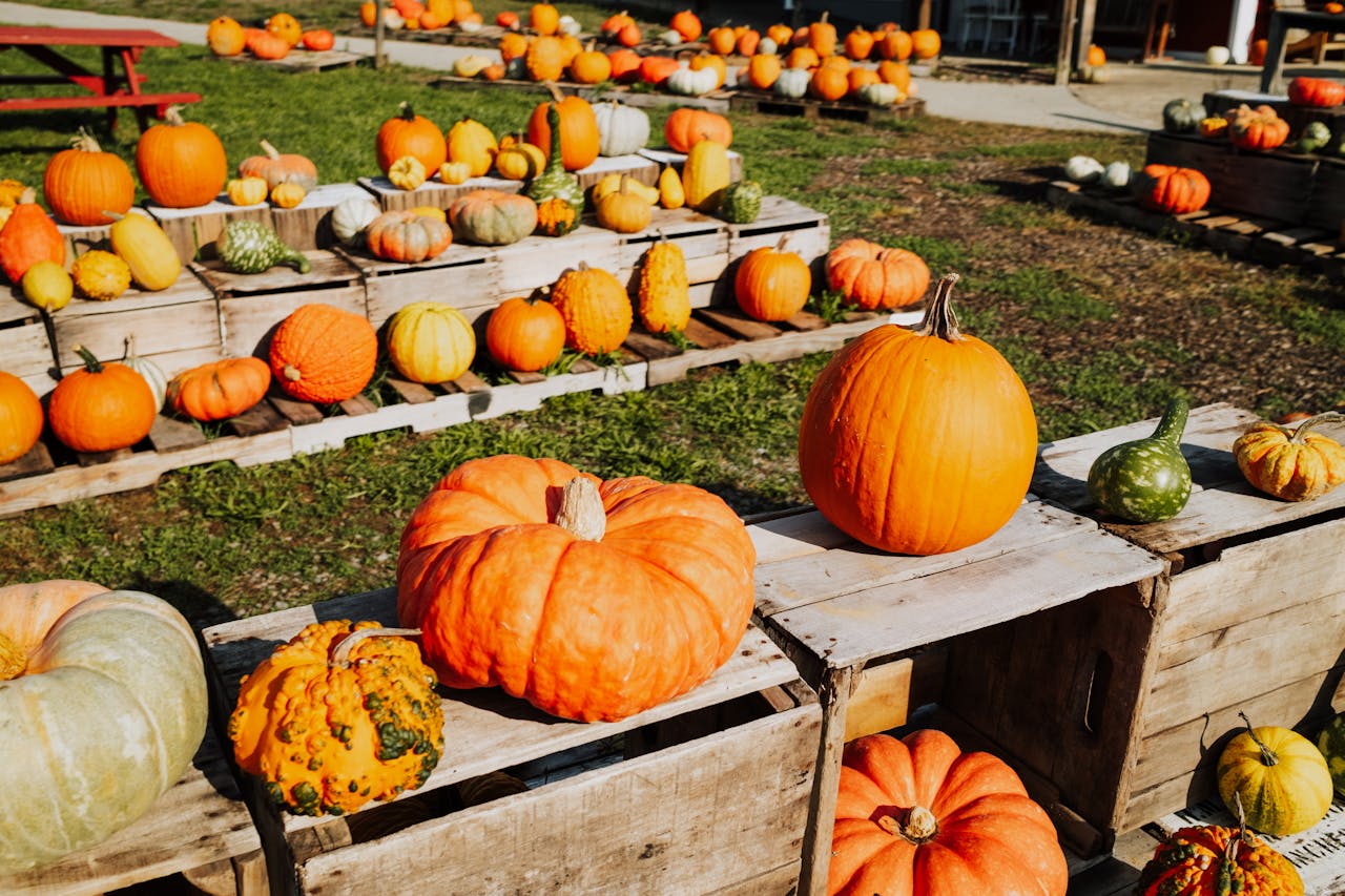 <p> Pumpkin is the quintessential fall flavor, celebrated for its versatility and comforting sweetness. This beloved squash can be roasted, pureed, or baked into a variety of dishes. From classic pumpkin pie and spiced lattes to savory soups and risottos, the options are endless. Its vibrant orange hue also brings a cheerful pop of color to your meals. Packed with vitamins A and C, pumpkin is not only delicious but also nutritious. Try adding it to your pancakes, muffins, or pasta for a seasonal twist. Embrace pumpkin this October, and let its rich flavor infuse your kitchen with warmth. </p> :: Pexels