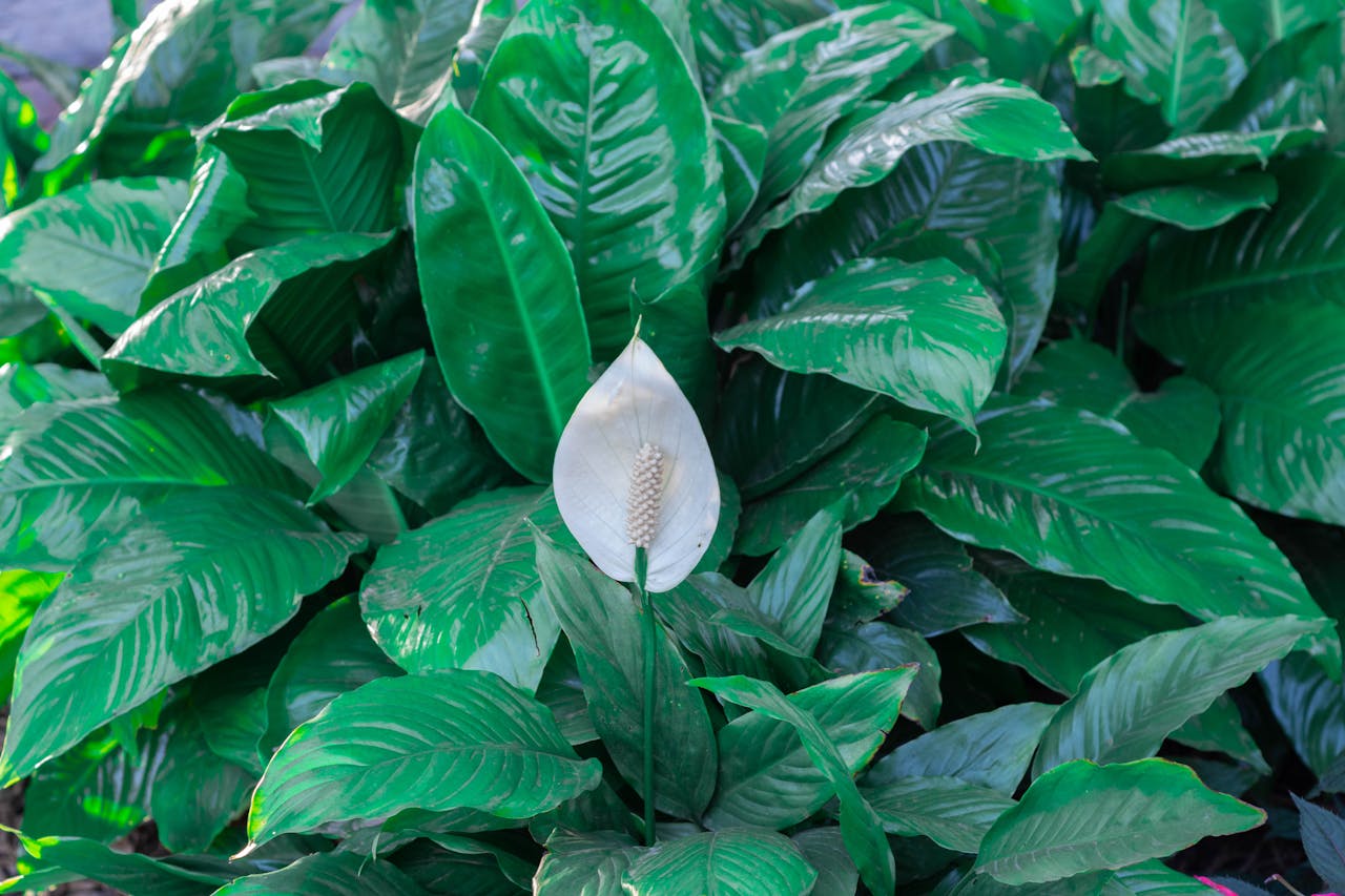 <p> Peace lilies are not only beautiful but also incredibly easy to care for. They thrive in low to medium light, making them perfect for areas of your home that do not receive direct sunlight. Peace lilies are also very communicative plants; they will start to droop when they need water and perk right back up after a good drink. They require watering about once a week, depending on the humidity of your environment. Peace lilies are also known for their air-purifying qualities, helping to remove toxins from the air. With their elegant white blooms, peace lilies add beauty and grace to any space while remaining beginner-friendly. </p> :: Pexels