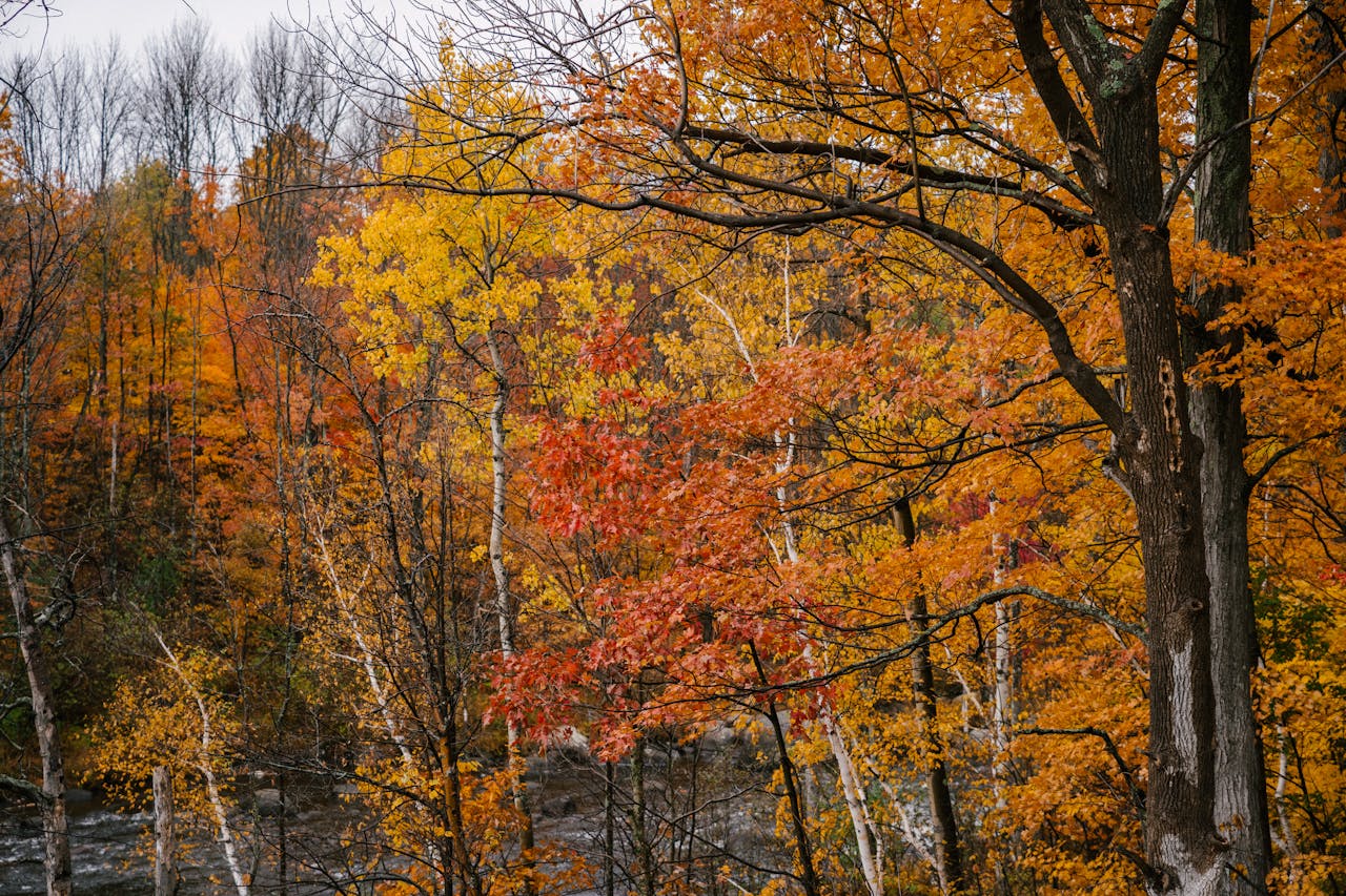 <p> The science behind autumn’s breathtaking transformation is a fascinating interplay of biology, chemistry, and environmental factors. From the breakdown of chlorophyll to the role of temperature and moisture, these processes reveal the intricate mechanisms that govern the life cycles of trees. As we witness the changing colors of leaves and their eventual fall, we are reminded of nature's resilience and adaptability. Embracing this seasonal beauty encourages us to appreciate the delicate balance of ecosystems and the importance of protecting our environment for future generations. </p> :: Pexels