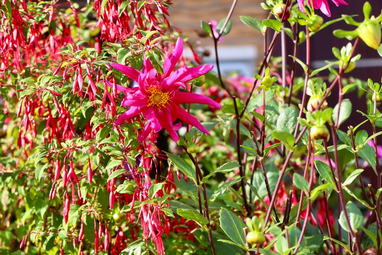 <p> Some plants need extra protection as temperatures drop. For perennials, consider cutting them back to encourage healthy growth in the spring, but be cautious not to trim too much if they provide winter interest. Additionally, tender plants that may not survive the winter in your climate should be brought indoors or covered with protective materials, such as frost cloths or burlap. Taking these protective measures ensures that your favorite plants will survive the winter and thrive when spring arrives. </p> :: Pexels