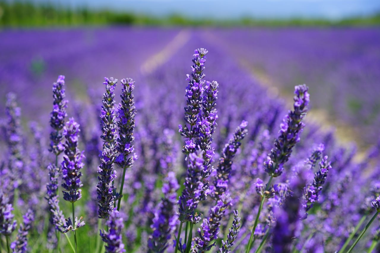 <p> Lavender thrives in warm, dry conditions, but pruning it in the fall can expose it to excessive moisture and cold, which can lead to root rot. Lavender is sensitive to winter damage, so it’s best left unpruned until the growing season starts again. Prune lavender after its summer blooms or wait until early spring to trim back the plant. This ensures a healthy lavender plant that will thrive in the warmer months. </p> :: Pexels