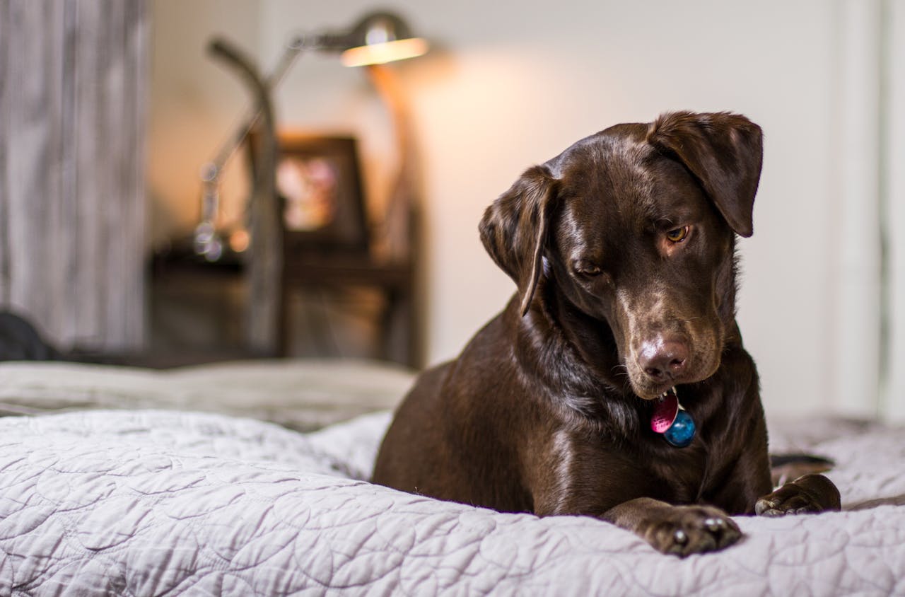 <p> Establishing a designated safe space for your dog can significantly reduce anxiety. This area should be comfortable and familiar, filled with your dog’s favorite toys, bedding, and maybe even a piece of your clothing to provide comfort. The goal is to create an environment where your dog feels secure and relaxed. You can also use a crate if your dog is crate-trained, as many dogs view their crate as a safe haven. Ensure the space is free from distractions and stimuli that may trigger anxiety, allowing your dog to feel more at ease when left alone. </p> :: Pexels