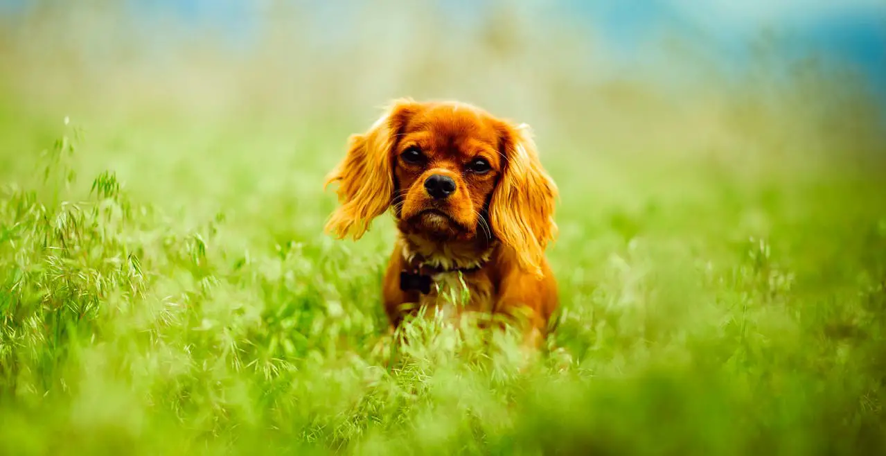 <p> Cavalier King Charles Spaniels are affectionate and friendly dogs that thrive on human companionship. They are known for their sweet nature and adapt well to various living situations, including apartments. Their moderate exercise needs make them suitable for families who can provide regular walks and playtime. This breed is relatively easy to train and is known for getting along well with children and other pets. With their charming personalities and beautiful coats, Cavaliers make delightful companions for first-time pet owners. </p> :: Pexels