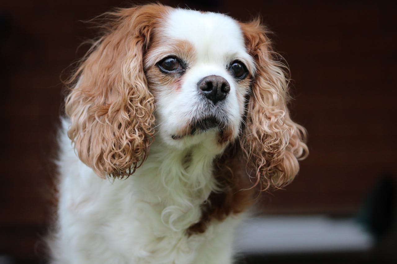 <p> Cavalier King Charles Spaniels are affectionate and friendly dogs that thrive on human companionship. They are known for their sweet nature and adapt well to various living situations, including apartments. Their moderate exercise needs make them suitable for families who can provide regular walks and playtime. This breed is relatively easy to train and is known for getting along well with children and other pets. With their charming personalities and beautiful coats, Cavaliers make delightful companions for first-time pet owners. </p> :: Pexels