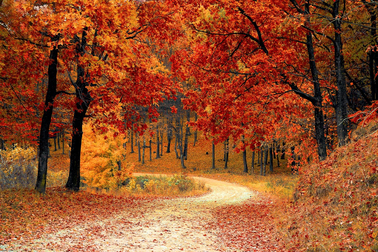 <p> As autumn approaches, trees begin to prepare for winter by reallocating nutrients stored in their leaves. Before shedding them, trees reabsorb valuable nutrients like nitrogen and phosphorus from the leaves. This nutrient redistribution not only helps the tree conserve resources but also contributes to the vibrant colors seen in autumn. The process enhances the development of anthocyanins, leading to those stunning red hues. By recycling nutrients, trees ensure their survival and set the stage for renewed growth in the spring. </p> :: Pexels