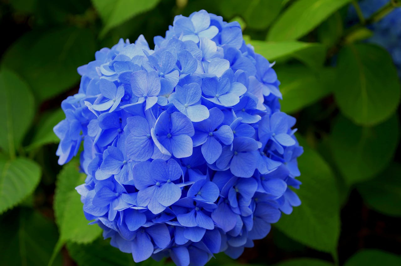 <p> Bigleaf hydrangeas bloom on old wood, meaning the flower buds for next year’s blooms are already set by the end of summer. Pruning them in the fall can result in cutting off these buds, leaving you with few or no flowers next spring. It's best to avoid fall pruning and instead prune after flowering in late summer. This ensures you’ll enjoy abundant blossoms in the following season. </p> :: Pexels