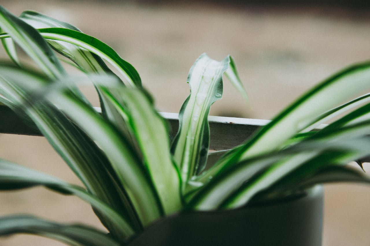 <p> Spider plants are one of the most popular houseplants for beginners, and for good reason. These plants are easy to care for and produce long, arching leaves with distinctive green and white stripes. Spider plants thrive in bright, indirect light but can also tolerate lower light conditions. They prefer a well-draining potting mix and only need watering when the top inch of soil is dry. Spider plants are also excellent air purifiers, helping to remove toxins from the air. Additionally, they produce "babies" or offshoots that can be propagated easily, making them a delightful and rewarding addition to your plant collection. </p> :: Pexels