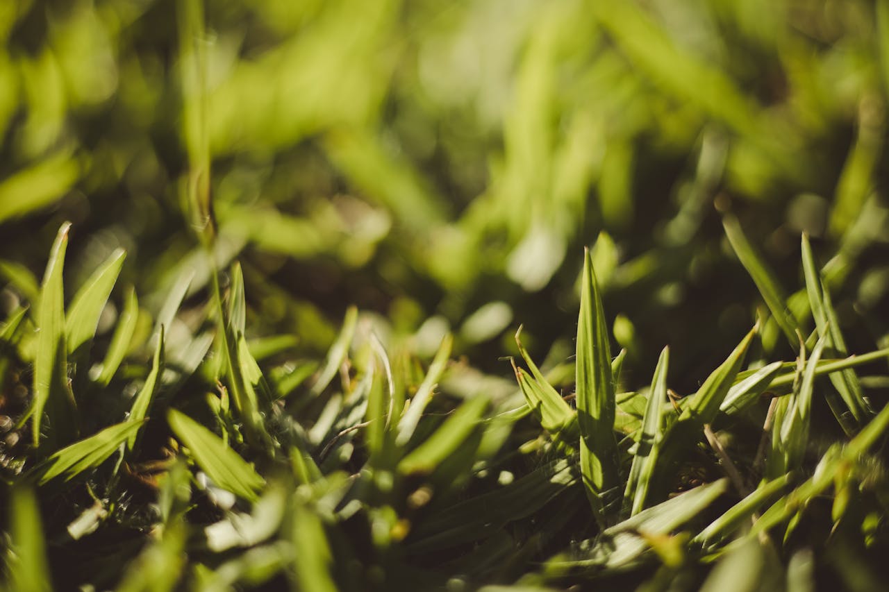 <p> Fertilizing your lawn is essential for keeping it healthy, but too much fertilizer can burn the grass and cause significant damage. Over-fertilization can lead to rapid, unhealthy growth that weakens the lawn’s root system, leaving it prone to diseases and thatch buildup. Excess fertilizer can also create an imbalance of nutrients in the soil, making it harder for your grass to thrive. Always follow the manufacturer’s instructions for the correct application rate, and consider using slow-release fertilizers to give your lawn steady nutrients over time. </p> :: Pexels