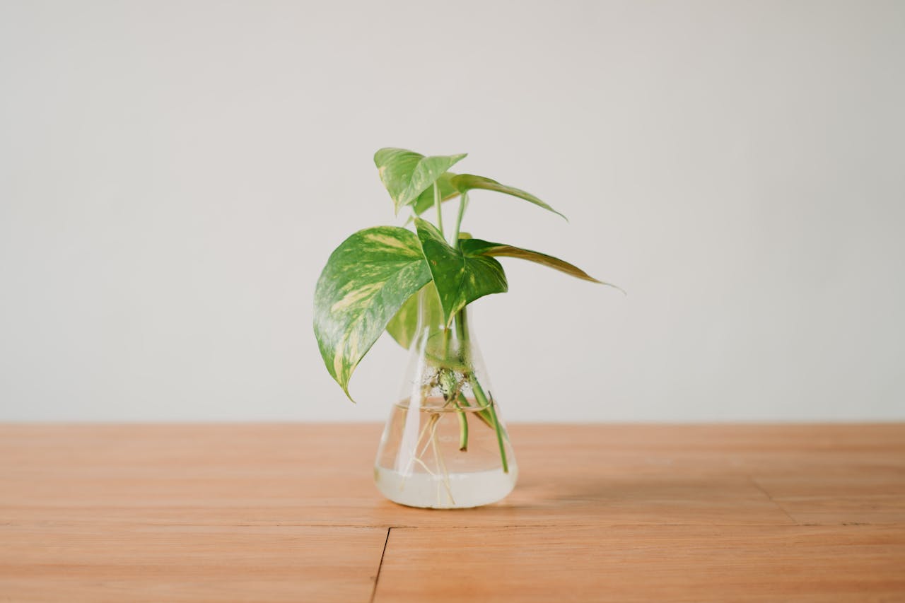 <p> Pothos, also known as devil's ivy, is an incredibly adaptable houseplant that is perfect for beginners. It can thrive in a wide range of lighting conditions, including low light, which makes it suitable for dimly lit spaces. Pothos plants grow quickly and produce beautiful trailing vines adorned with heart-shaped leaves in various shades of green. They are very forgiving when it comes to watering, requiring a drink only when the top inch of soil is dry. Pothos are also known for their air-purifying capabilities, making them an excellent choice for anyone looking to improve their indoor environment while enjoying a low-maintenance plant. </p> :: Pexels