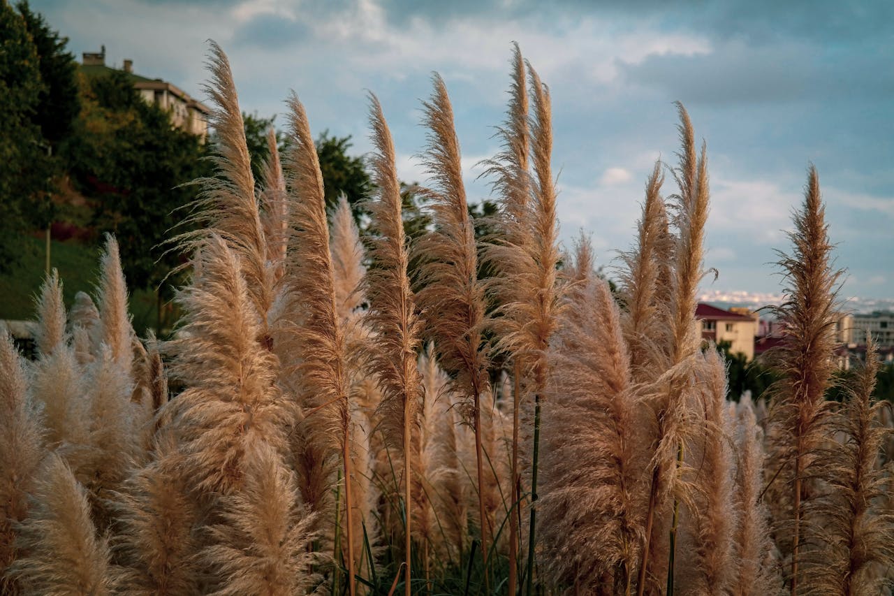 <p> Ornamental grasses add texture and interest to gardens throughout the fall and winter. Their tall stalks and feathery seed heads also provide habitat for wildlife during the colder months. Cutting them back in the fall robs your garden of this winter interest and exposes the plant to the elements. Leave ornamental grasses standing until late winter or early spring before cutting them back to make room for new growth. Their resilience through winter adds both beauty and practical benefits to the landscape.  </p> :: Pexels