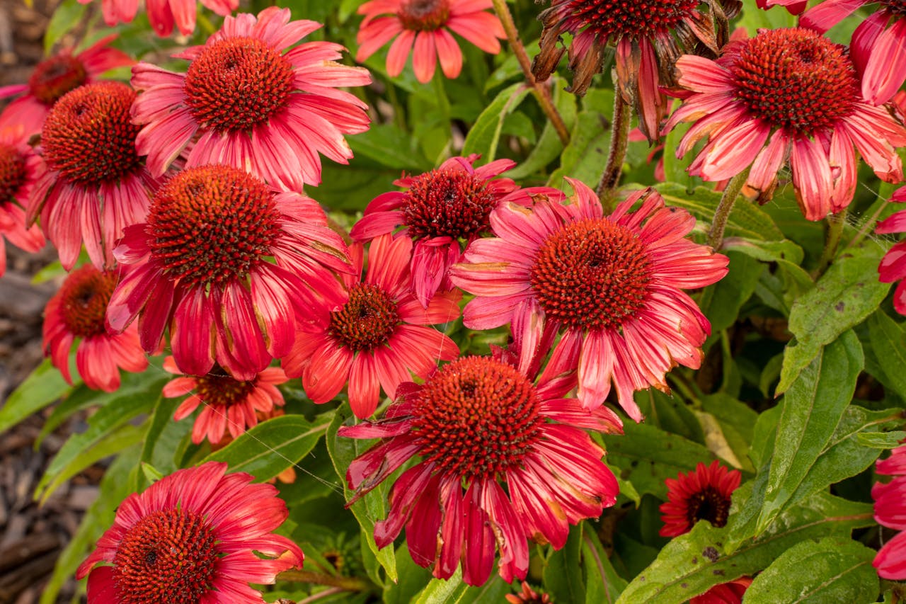 <p> Coneflowers are known for their long-lasting, daisy-like blooms and spiky seed heads. These seed heads provide an important food source for birds, such as goldfinches, throughout the winter. Cutting them back in the fall removes this food source and also makes the plant more susceptible to frost damage. Leaving coneflowers standing through winter not only helps wildlife but also preserves the plant’s health for the next growing season. You can trim them back in early spring as new growth emerges. </p> :: Pexels