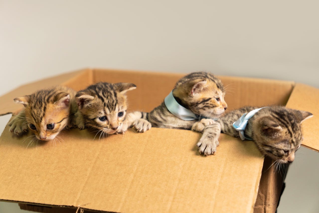 <p> As mentioned earlier, boxes can provide comfort and security to cats. When cats feel anxious or stressed, they often seek out enclosed spaces where they can feel safe and protected. Research has shown that providing cats with hiding spots can significantly reduce stress-related behaviors. This is especially relevant in multi-pet households or during significant life changes, such as moving or introducing new animals. By offering a box as a refuge, owners can help their cats cope with stressors, promoting a calmer and more balanced state of mind. </p> :: Pexels